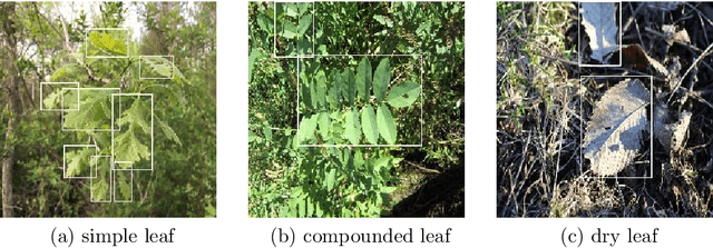 Figure 3 for Automated Feature-Specific Tree Species Identification from Natural Images using Deep Semi-Supervised Learning