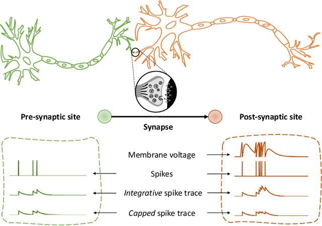 Figure 1 for Spike-based local synaptic plasticity: A survey of computational models and neuromorphic circuits