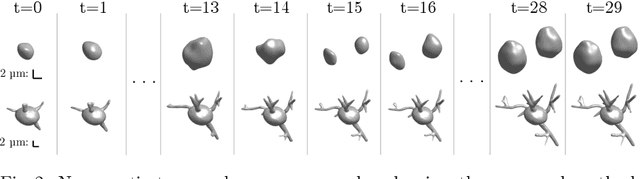 Figure 3 for Implicit Neural Representations for Generative Modeling of Living Cell Shapes