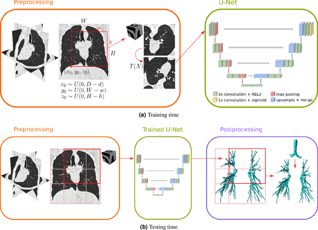 Figure 1 for Automatic airway segmentation from Computed Tomography using robust and efficient 3-D convolutional neural networks