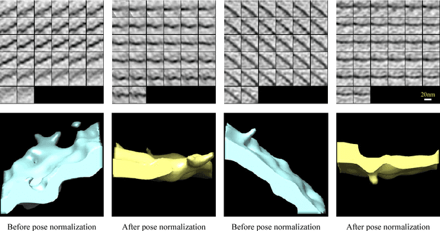 Figure 3 for A convolutional autoencoder approach for mining features in cellular electron cryo-tomograms and weakly supervised coarse segmentation