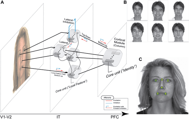 Figure 1 for Experience-driven formation of parts-based representations in a model of layered visual memory