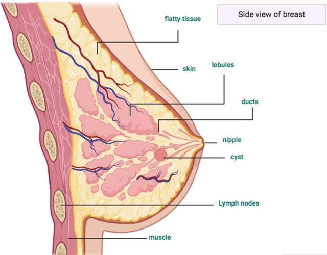 Figure 1 for Deep Learning Based Computer-Aided Systems for Breast Cancer Imaging : A Critical Review