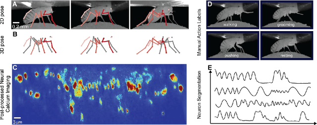Figure 1 for Overcoming the Domain Gap in Neural Action Representations