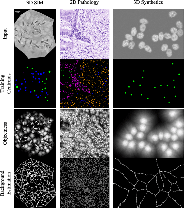Figure 1 for Point-supervised Segmentation of Microscopy Images and Volumes via Objectness Regularization