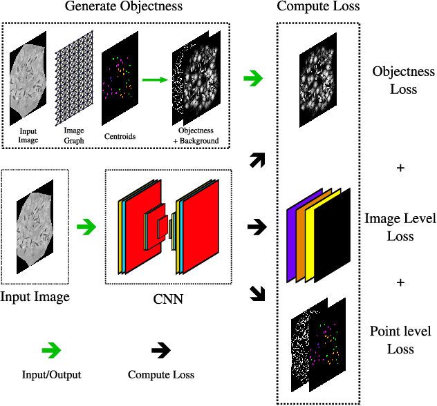 Figure 3 for Point-supervised Segmentation of Microscopy Images and Volumes via Objectness Regularization