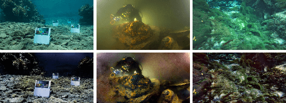 Figure 1 for A Wavelet-based Dual-stream Network for Underwater Image Enhancement