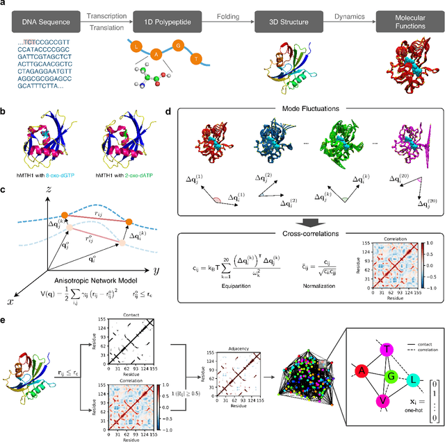 Figure 1 for Encoding protein dynamic information in graph representation for functional residue identification