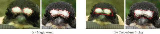 Figure 3 for Graph clustering, variational image segmentation methods and Hough transform scale detection for object measurement in images