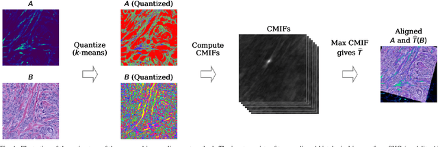 Figure 1 for Fast computation of mutual information in the frequency domain with applications to global multimodal image alignment
