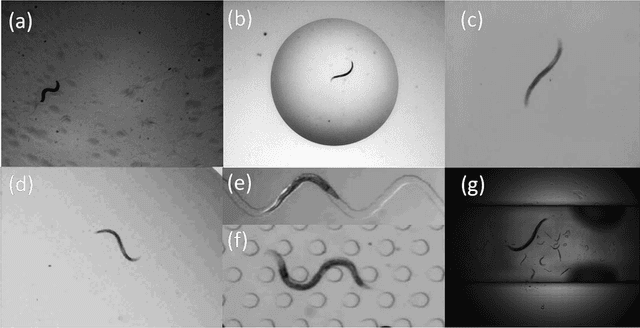 Figure 1 for Multi-environment model estimation for motility analysis of Caenorhabditis Elegans