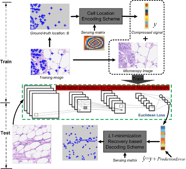 Figure 3 for Cell Detection in Microscopy Images with Deep Convolutional Neural Network and Compressed Sensing