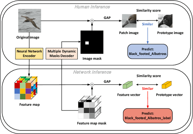 Figure 1 for DProtoNet: Decoupling the inference module and the explanation module enables neural networks to have better accuracy and interpretability