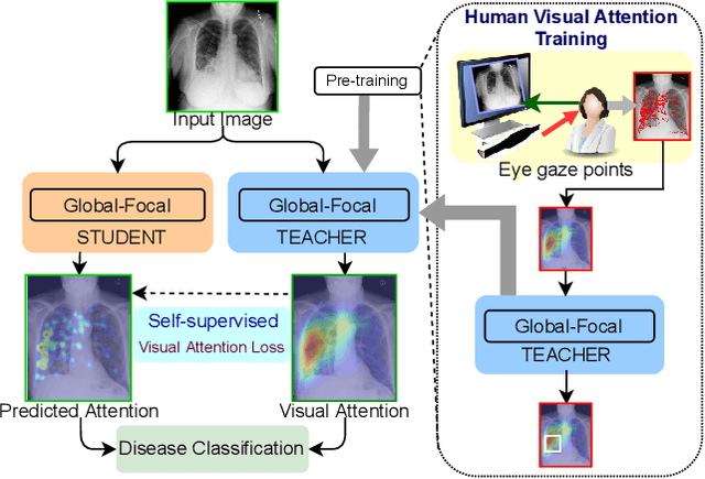 Figure 1 for RadioTransformer: A Cascaded Global-Focal Transformer for Visual Attention-guided Disease Classification