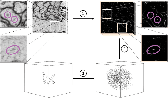Figure 1 for Microtubule Tracking in Electron Microscopy Volumes