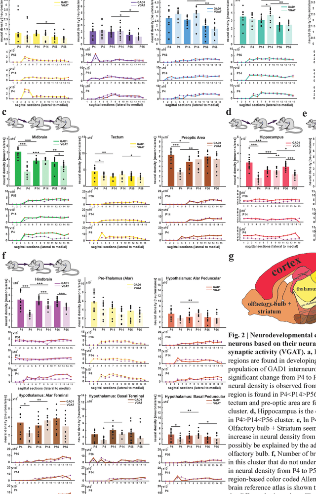 Figure 1 for Exploring Brain-wide Development of Inhibition through Deep Learning