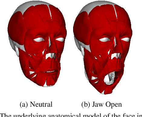 Figure 2 for High-Quality Face Capture Using Anatomical Muscles