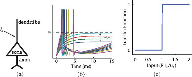 Figure 1 for The thermodynamic temperature of a rhythmic spiking network