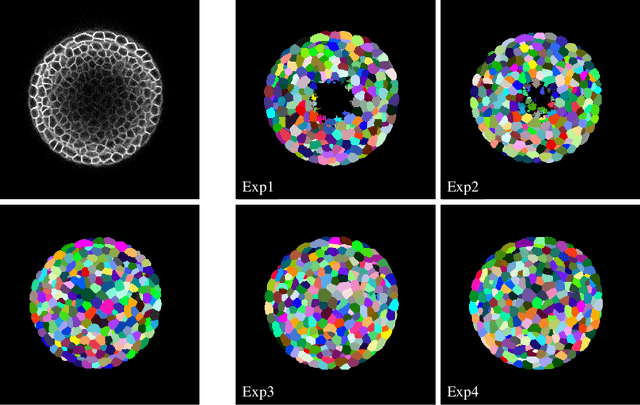 Figure 4 for Robust 3D Cell Segmentation: Extending the View of Cellpose