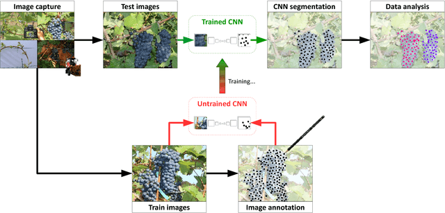 Figure 1 for An Adaptive Approach for Automated Grapevine Phenotyping using VGG-based Convolutional Neural Networks