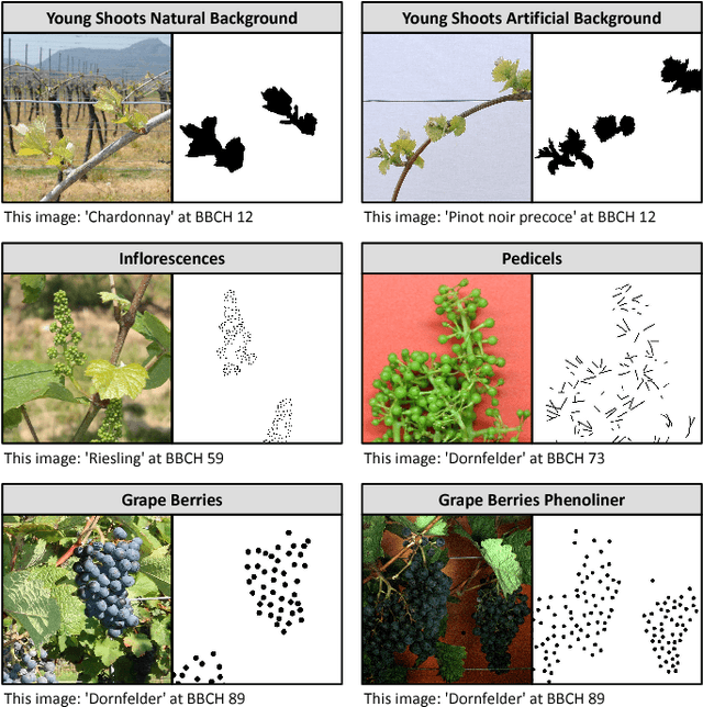 Figure 3 for An Adaptive Approach for Automated Grapevine Phenotyping using VGG-based Convolutional Neural Networks