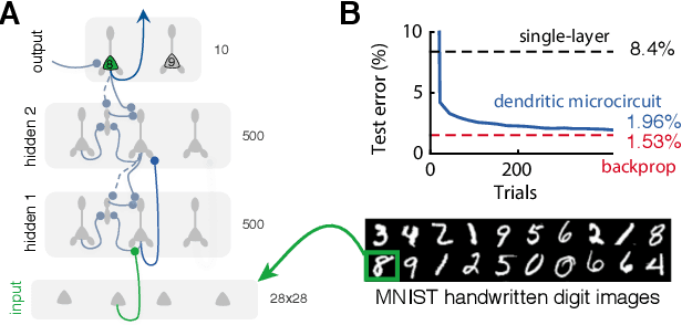 Figure 3 for Dendritic cortical microcircuits approximate the backpropagation algorithm