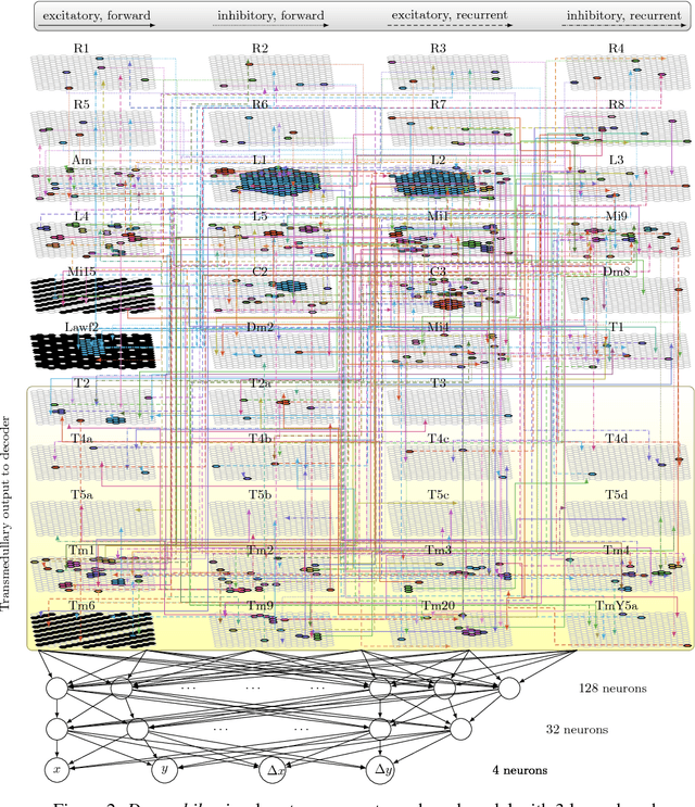 Figure 2 for A Connectome Based Hexagonal Lattice Convolutional Network Model of the Drosophila Visual System