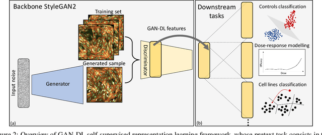 Figure 3 for Exploiting generative self-supervised learning for the assessment of biological images with lack of annotations: a COVID-19 case-study