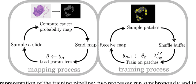 Figure 2 for Weakly supervised training of pixel resolution segmentation models on whole slide images