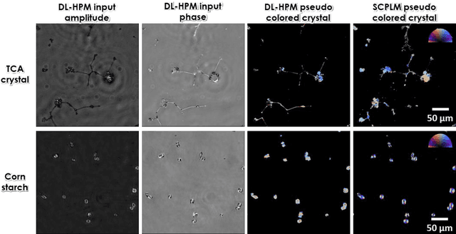 Figure 4 for Deep learning-based holographic polarization microscopy