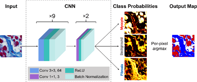 Figure 3 for Segmentation of histological images and fibrosis identification with a convolutional neural network