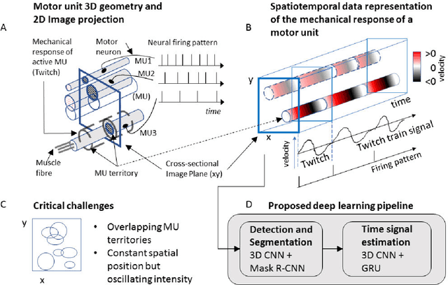 Figure 1 for A deep learning pipeline for identification of motor units in musculoskeletal ultrasound