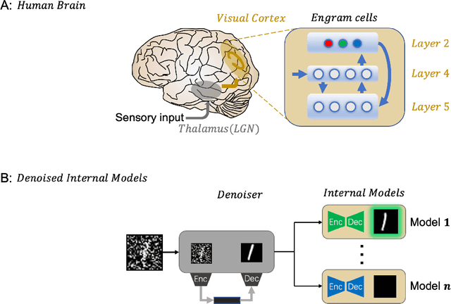 Figure 1 for Denoised Internal Models: a Brain-Inspired Autoencoder against Adversarial Attacks