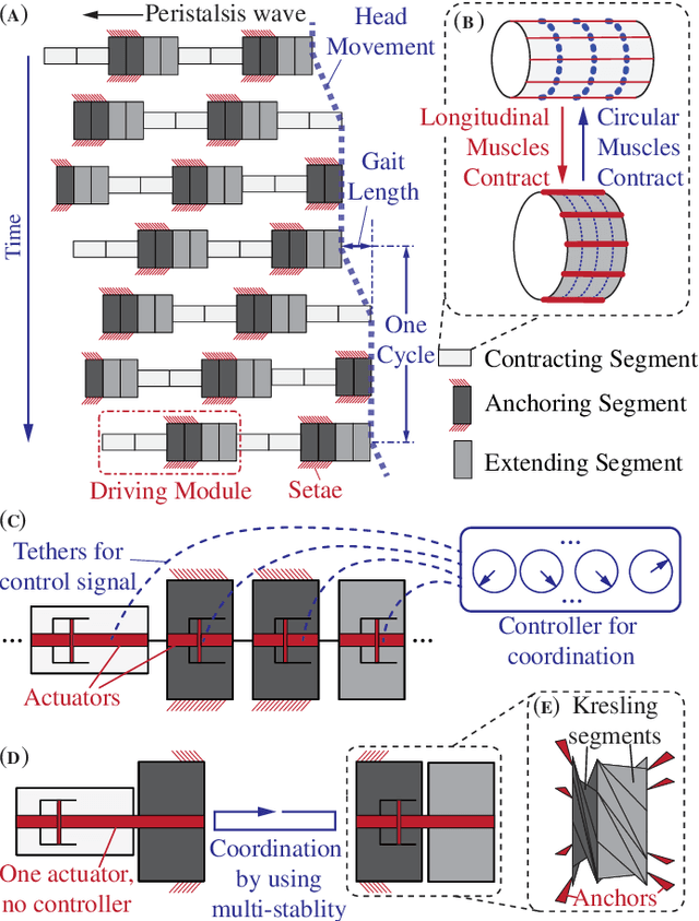 Figure 1 for Peristaltic locomotion without digital controllers: Exploiting the origami multi-stability to coordinate robotic motions