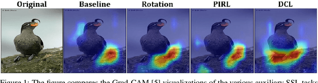 Figure 1 for Self-Supervised Learning for Fine-Grained Visual Categorization