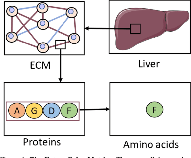 Figure 1 for DeepECMP: Predicting Extracellular Matrix Proteins using Deep Learning