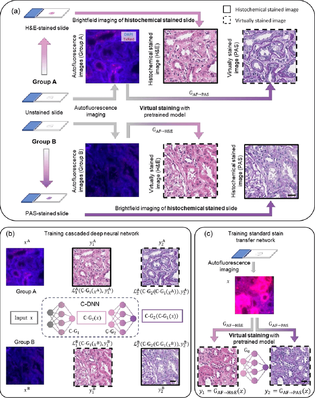 Figure 3 for Virtual stain transfer in histology via cascaded deep neural networks