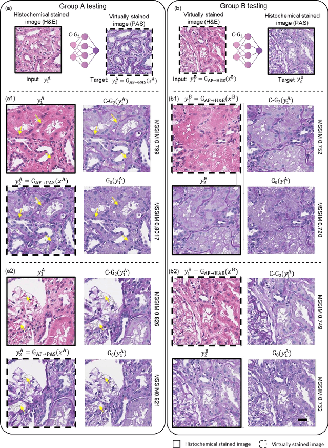 Figure 4 for Virtual stain transfer in histology via cascaded deep neural networks