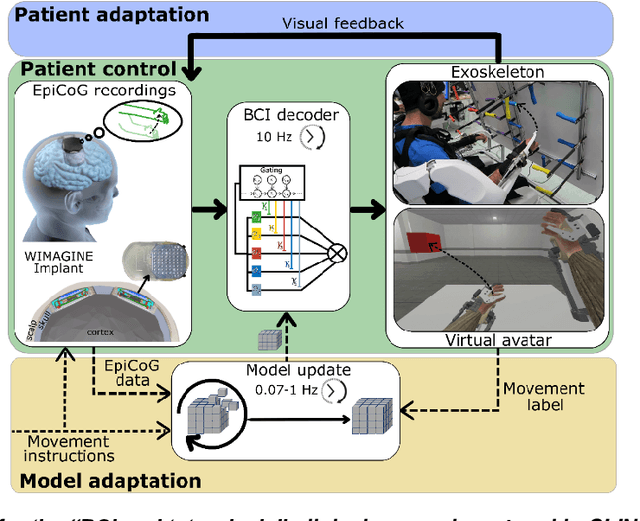 Figure 2 for An adaptive closed-loop ECoG decoder for long-term and stable bimanual control of an exoskeleton by a tetraplegic