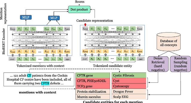 Figure 1 for Fast and Effective Biomedical Entity Linking Using a Dual Encoder