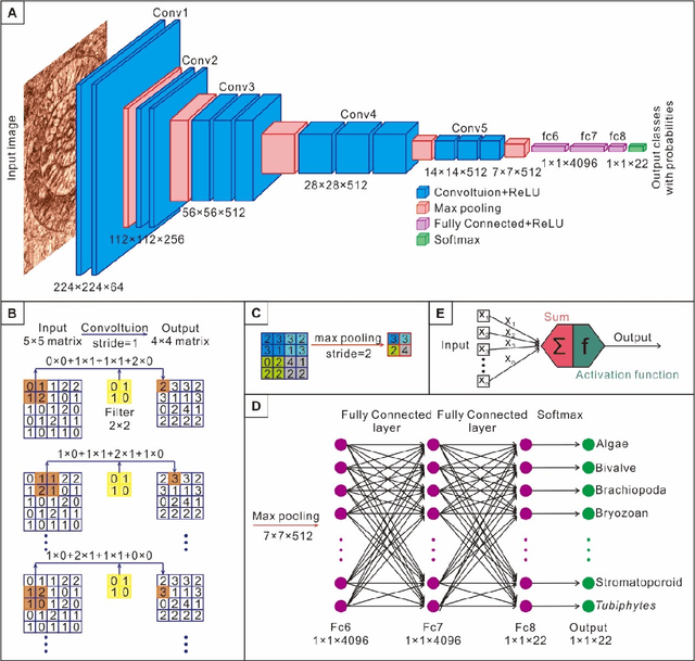 Figure 2 for Automatic identification of fossils and abiotic grains during carbonate microfacies analysis using deep convolutional neural networks