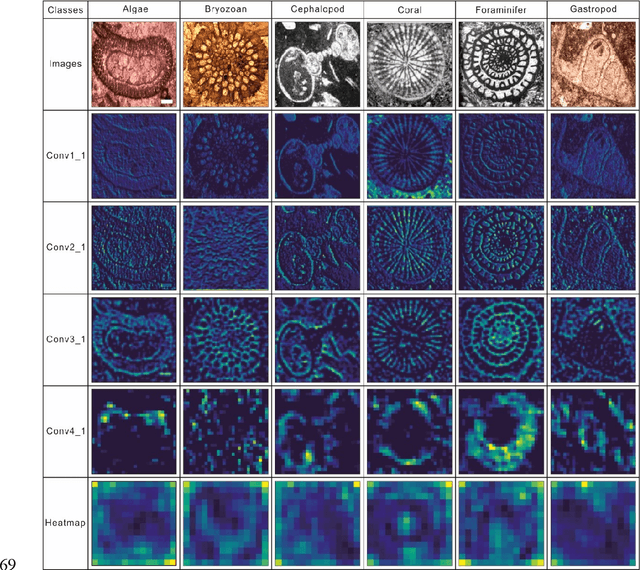Figure 4 for Automatic identification of fossils and abiotic grains during carbonate microfacies analysis using deep convolutional neural networks