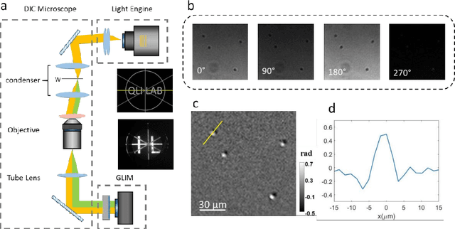 Figure 1 for Synthetic aperture interference light (SAIL) microscopy for high-throughput label-free imaging