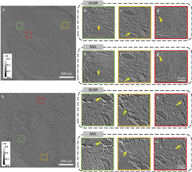 Figure 3 for Synthetic aperture interference light (SAIL) microscopy for high-throughput label-free imaging