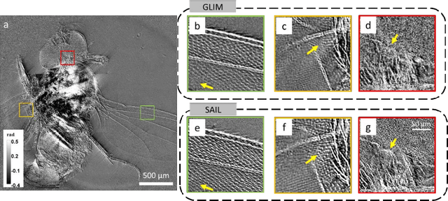 Figure 4 for Synthetic aperture interference light (SAIL) microscopy for high-throughput label-free imaging
