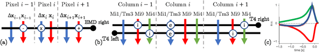 Figure 4 for A Similarity-preserving Neural Network Trained on Transformed Images Recapitulates Salient Features of the Fly Motion Detection Circuit