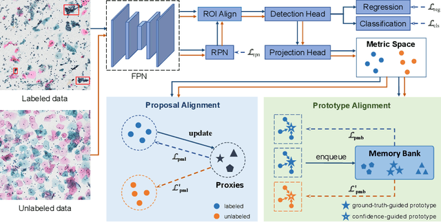 Figure 1 for Deep Semi-supervised Metric Learning with Dual Alignment for Cervical Cancer Cell Detection