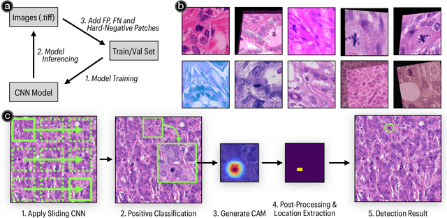 Figure 1 for Detecting Mitoses with a Convolutional Neural Network for MIDOG 2022 Challenge