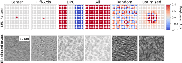 Figure 4 for Physics-enhanced machine learning for virtual fluorescence microscopy