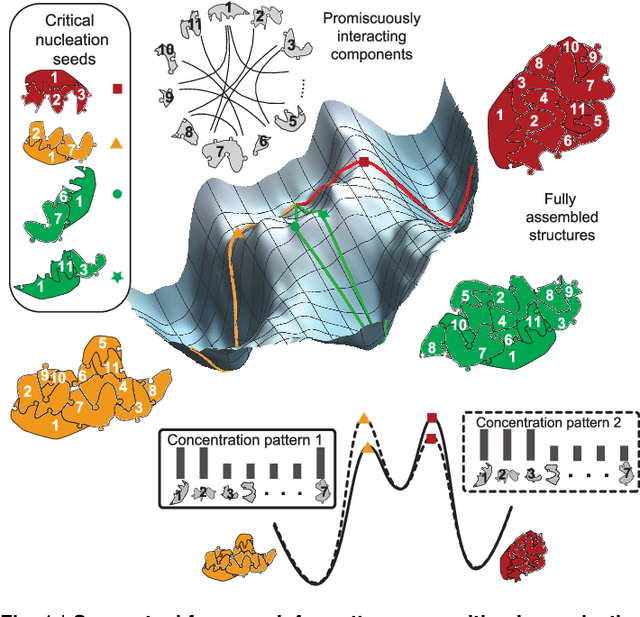 Figure 1 for Pattern recognition in the nucleation kinetics of non-equilibrium self-assembly